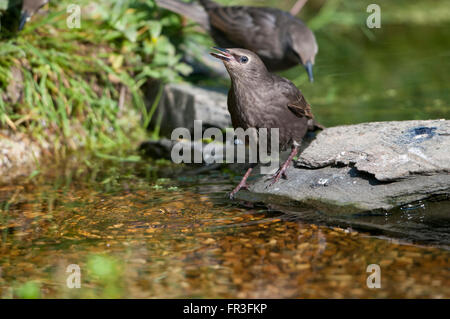 Noch jungen gemeinsamen Stare (Sternus Vulgaris) besuchen einen Graden Teich zum trinken und Baden, Hastings, East Sussex, UK Stockfoto