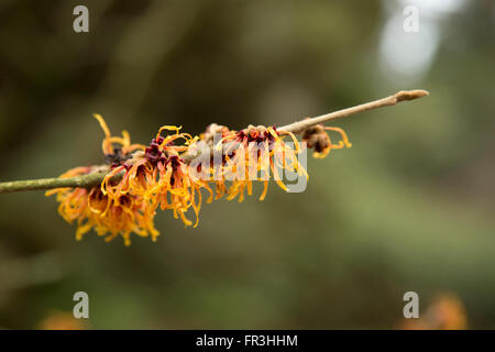 Hamamelis x intermedia "Jelena" Stockfoto