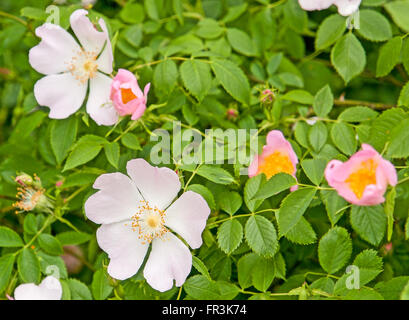 Full-Frame-Detail von blühenden Hundsrose bush Stockfoto