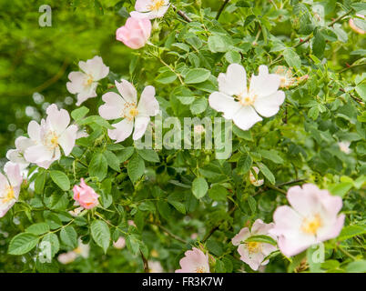 Full-Frame-Detail von blühenden Hundsrose bush Stockfoto