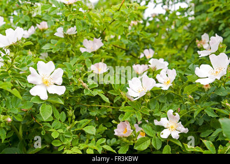 Full-Frame-Detail von blühenden Hundsrose bush Stockfoto