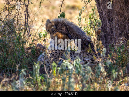 Gepard Mama Ruhe im grünen Schatten mit jungen Cub stehen auf dem Kopf. Stockfoto