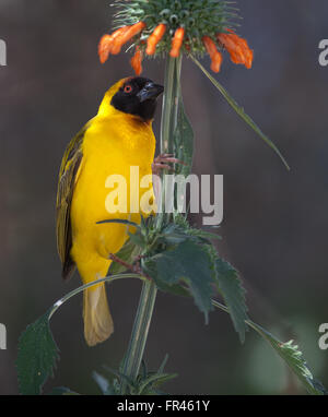 Dotterhäutchen südlichen Masked Weaver thront auf Stamm unten orange Blüten Stockfoto