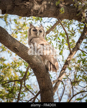 Verraux Uhu oder riesige Uhu (Bubo Lacteus) hocken auf einem Ast Sandibe Camp Moremi Game Reserve, Okavango Delta, Botswana, Afrika Stockfoto