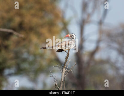 Northern Red-billed Hornbill (Tokus erythrorhynchus) hocken auf einem Zweig, Sandibe Camp, Moremi Wildreservat, Kalahari, Okavango Delta, Botswana Stockfoto