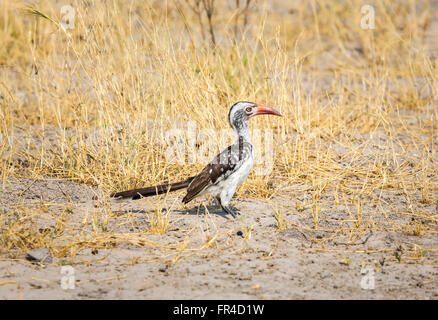 Northern Red-billed Hornbill (Tokus erythrorhynchus) auf dem Boden in der Savanne, Sandibe Camp, Moremi Wildreservat, Kalahari, Okavango Delta, Botswana, Stockfoto