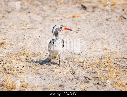 Northern Red-billed Hornbill (Tokus erythrorhynchus) auf dem Boden in der Savanne, Sandibe Camp, Moremi Wildreservat, Kalahari, Okavango Delta, Botswana, Afrika Stockfoto