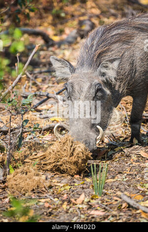 Kopf einer gemeinsamen Warzenschwein (Phacochoerus africanus) Ernährung Sandibe Camp, angrenzend an das Moremi Game Reserve, Kalahari, Okavango Delta, Botswana, Afrika Stockfoto