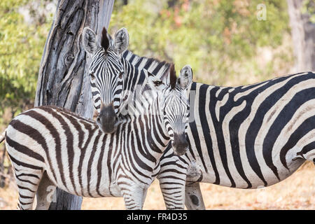 Mutter und Fohlen Plains oder Burchells Zebra (Equus quagga burchellii), Sandibe Camp, Moremi Wildreservat, Kalahari, Okavango Delta, Botswana Stockfoto