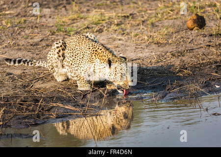 Leopard (Panthera Pardus) trinken, Sandibe Camp, angrenzend an das Moremi Game Reserve, Okavango Delta, Botswana, Südafrika Stockfoto