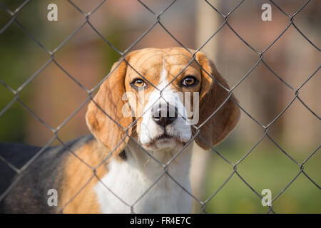 Niedlichen Hund hinter Zaun Porträt Stockfoto