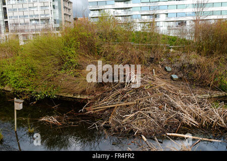 Beaver Lodge und Beaver Dam am Scharnier Park oder Olympic Village Park, Vancouver, British Columbia, Kanada Stockfoto