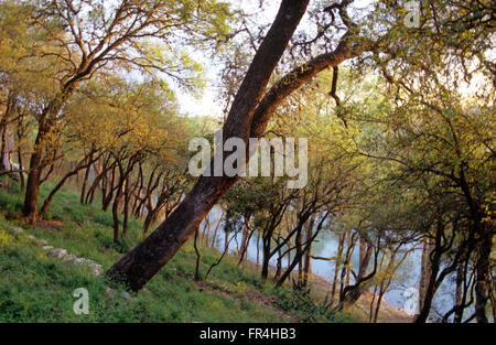 Eichen im Frühling Knospe Leichentuch der Guadalupe River im Hill Country Stadt der Gruene, Texas. Stockfoto