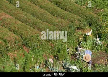 Bauer-Frau arbeitet in einer Teeplantage und Gemüsegarten in den japanischen Bergen, entlang des Weges der Nakasendo Stockfoto