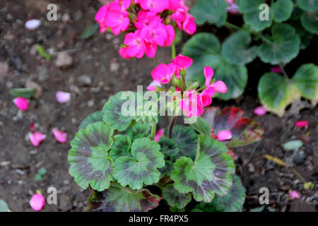 Pelargonium Zonale, Garten Geranium, kleine Zierstrauch mit abgerundeten herzförmig Blätter mit kreisförmigen rötlichen lila patch Stockfoto