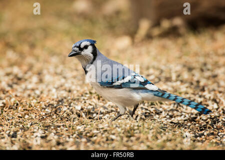Blue Jay auf Nahrungssuche für Samen verschüttet auf Boden. Stockfoto