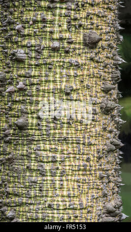 Die Textur der Baumrinde Seide Zahnseide Baum (Chorisia Speciosa) Stockfoto