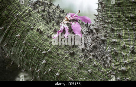 Die Textur der Baumrinde Seide Zahnseide Baum (Chorisia Speciosa) Stockfoto