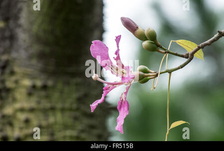 Seide Zahnseide Baum (Chorisia Speciosa) Stockfoto