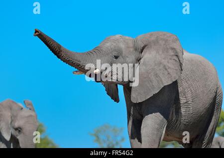 Afrikanischer Elefant (Loxodonta Africana), junger Mann stehend, Stamm aufrecht, Etosha Nationalpark, Namibia, Afrika Stockfoto