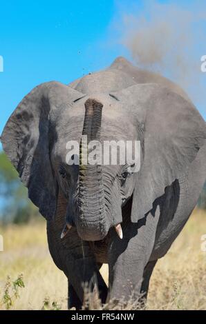 Afrikanischer Elefant Kalb (Loxodonta Africana), zu Fuß in Trockenrasen, Stamm aufrecht, Etosha Nationalpark, Namibia, Afrika Stockfoto