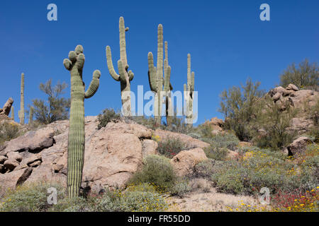 Giant Saguaro-Kaktus und Wüste blauer Himmel Stockfoto