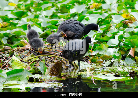 Blässhühner Fulica Atra schützen ihre Küken aus ein Aal Stockfoto