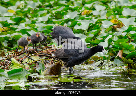 Blässhühner Fulica Atra schützen ihre Küken aus ein Aal Stockfoto