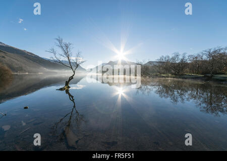 Einsamer baum Llyn Padarn in der Nähe von Llanberis in Snowdonia National Park Stockfoto