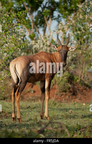 Gemeinsamen Kudus in Masai Mara National Park in Kenia Stockfoto