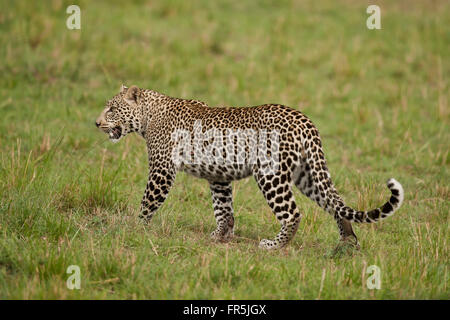 Leopard Wandern in der Savanne im Masai Mara Nationalpark in Kenia Stockfoto