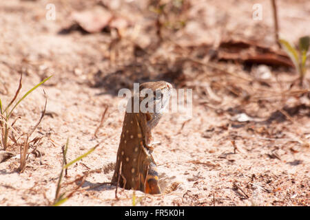 Leiolepis Reptil es bunte Farbe in der Natur ist. Leiolepis Belliana. Stockfoto