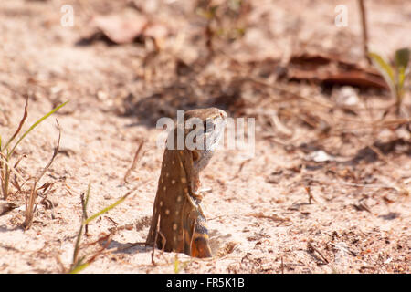 Leiolepis Reptil es bunte Farbe in der Natur ist. Leiolepis Belliana. Stockfoto