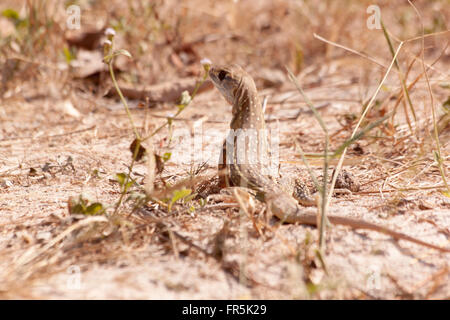 Leiolepis Reptil es bunte Farbe in der Natur ist. Leiolepis Belliana. Stockfoto