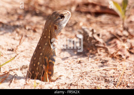 Leiolepis Reptil es bunte Farbe in der Natur ist. Leiolepis Belliana. Stockfoto