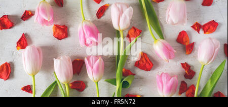 Rosa Tulpen und roten Blüten auf einem weißen Hintergrund horizontale Stockfoto
