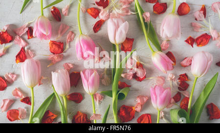Rosa Tulpen und roten Blüten auf einem weißen Hintergrund horizontale Stockfoto