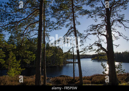 Kiefer-Baum-Stämme an einem kleinen See im Wald in Schweden Stockfoto