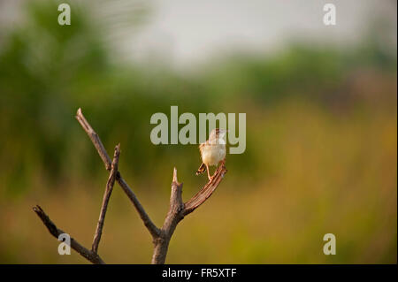 Pekanbaru, Indonesien. 19. März 2016. Cistensänger kommt (Cisticolidae) Vogel in Pekanbaru, der Provinz Riau, Indonesien. © Adi Sudarto/Riau Bilder/pazifische Presse/Alamy Live News Stockfoto