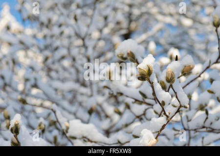 Chappaqua, New York, USA. 21. März 2016. Ein Schneesturm, der Nordosten der Vereinigten Staaten am ersten Tag des Frühlings bedeckt umfasst eine Stern-Magnolie (Magnolia Stellata) und seine Knospen schon an, nach einem warmen Winter blühen. Marianne A. Campolongo/Alamy Live-Nachrichten. Stockfoto