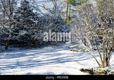 Chappaqua, New York, USA. 21. März 2016.  Ein Schneesturm, der Nordosten der Vereinigten Staaten am ersten Tag des Frühlings bedeckt umfasst einen Hof im Vorort Westchester County auf Bäume wie ein lila schon durch einen warmen Winter Knospen fallen. Marianne A. Campolongo/Alamy Live-Nachrichten. Stockfoto