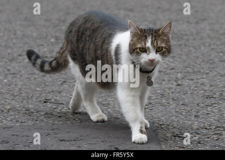 Downing Street, London, 21. März 2016. Larry Downing Street Katze außerhalb 10 Downing Street in London als Premierminister David Cameron Versuche zur Wiederherstellung der Ordnung nach dem Rücktritt am 18. März von Iain Duncan-Smith. Stockfoto