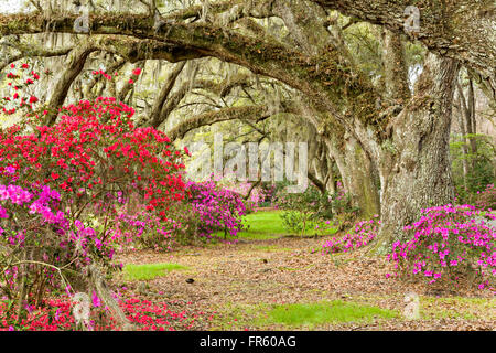 Charleston, South Carolina, USA. 21. März 2016. Südlichen Azaleen in Spitze Blüte unter einem Baldachin von Jahrhunderte alten Eichen Bäumen bedeckt mit spanischem Moos am ersten Tag des Frühlings im Magnolia Plantation 21. März 2016 in Charleston, SC. Stockfoto