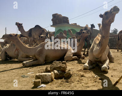 Kairo, Ägypten. 11. März 2016. Ein Kamel Markt in der Nähe von Kairo, Ägypten, 11. März 2016. Foto: Benno Schwinghammer/Dpa/Alamy Live News Stockfoto