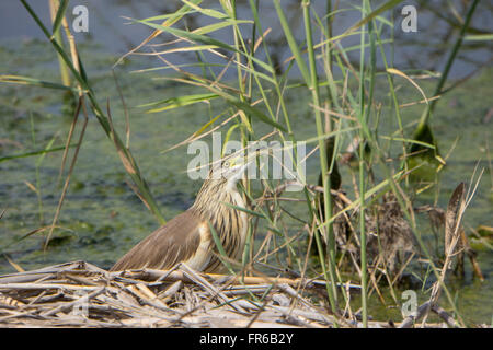 Squacco Heron im Schilf Stockfoto