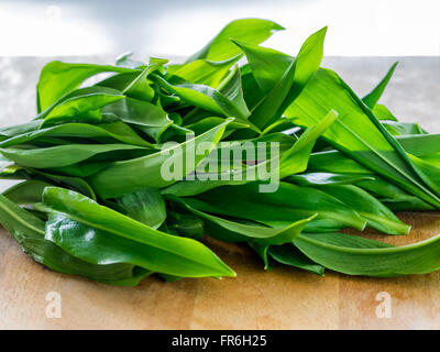 Lösegeld Blätter frisch und vorbereiten Stockfoto