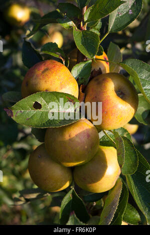 Äpfel reif am Baum im Herbst Sonnenlicht. Stockfoto