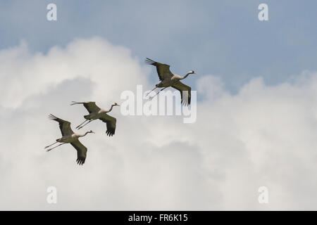 Kraniche (Grus Grus) in Thol Vogelschutzgebiet, Mehsana, Gujarat, Indien Stockfoto