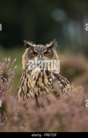 Uhu in der Heide, Leicestershire. Stockfoto