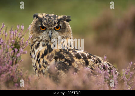 Uhu in der Heide, Leicestershire. Stockfoto